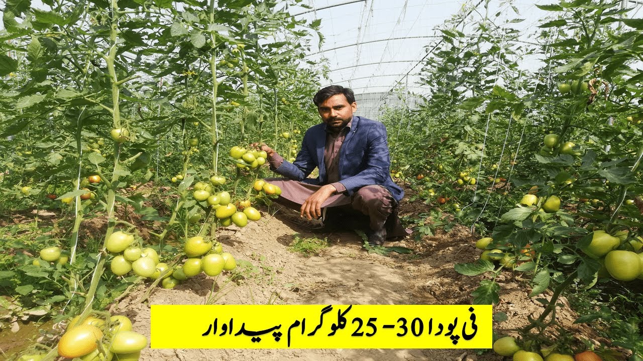 Growing Tomato in Tunnel Farming [25-30 KG per Plant Production] Tomato Farming Tips | Episode # 03