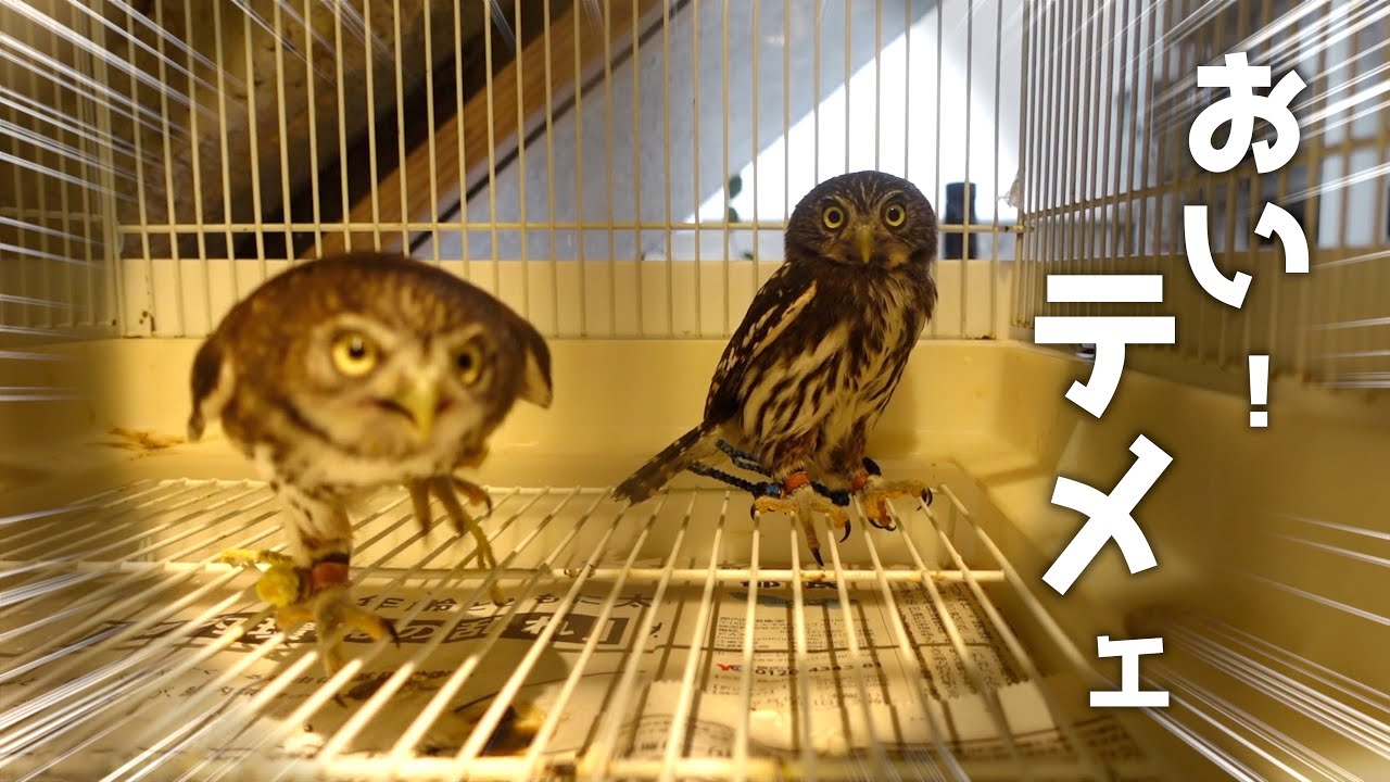 フクロウカフェでカップルを盗撮してたらキレられた