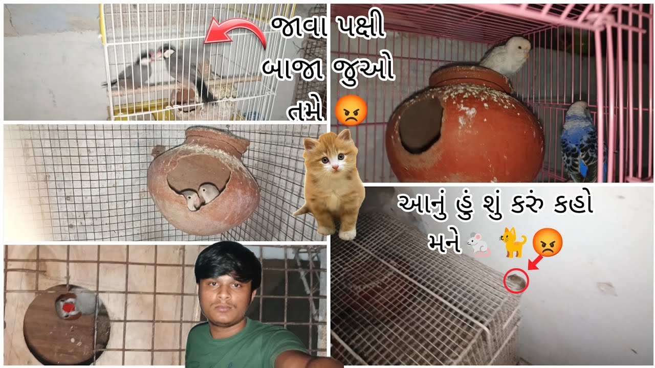 જાવા પક્ષી બાજા જુઓ તમે😡આનું હું શું કરું કહો મને 🐁🐈@BirdpetsDmvolg @birdsdmpets6516 #dailyvlog 