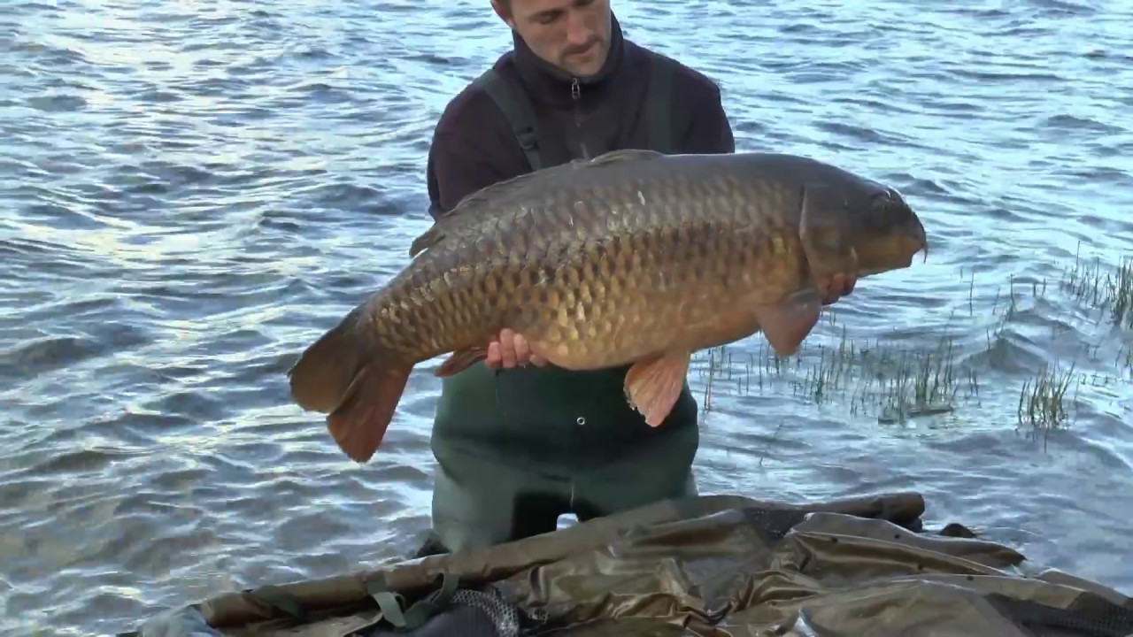 Massive 45lb 6oz Common Carp Caught At Upper Tamar Carp Fishing Lake!