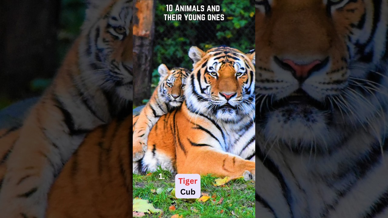 🐯🫎10 Animals and their Young ones | Animals and their babies | WATRstar #animals