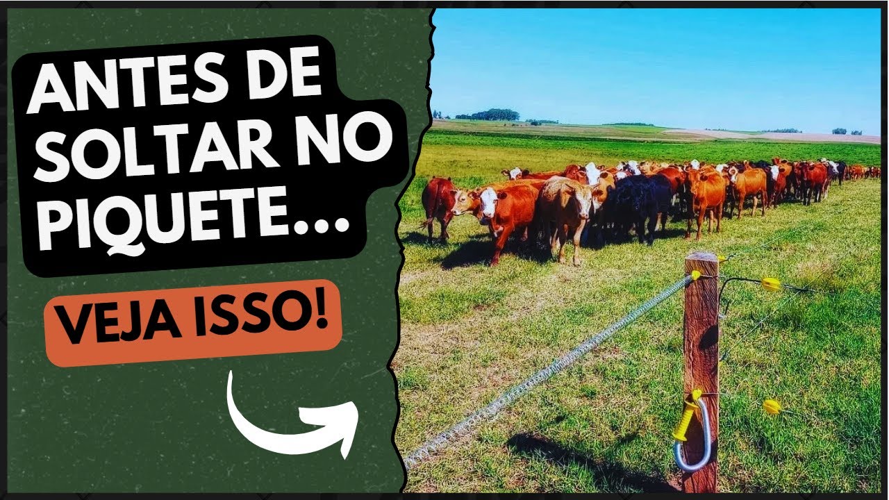 CUIDADO - NÃO SOLTE SEU GADO NA CERCA ELÉTRICA SEM FAZER ISSO ANTES!