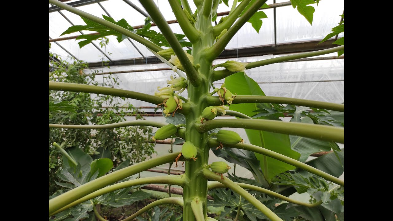 Цитрусовые, бананы, папайя и другие в пленочной теплице.