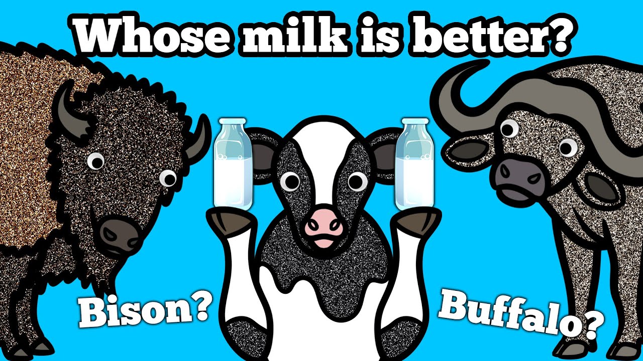 Where Does Milk Come From? | Baby Cow Goes on a Journey to Find the Most Delicious Milk