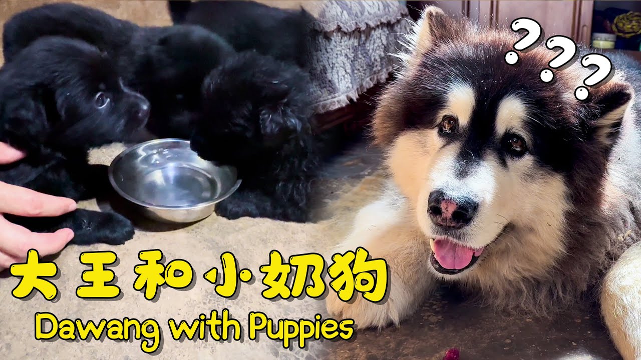 Dawang with Puppies | 当大王遇见四只小奶狗【阿盆姐家的大王】
