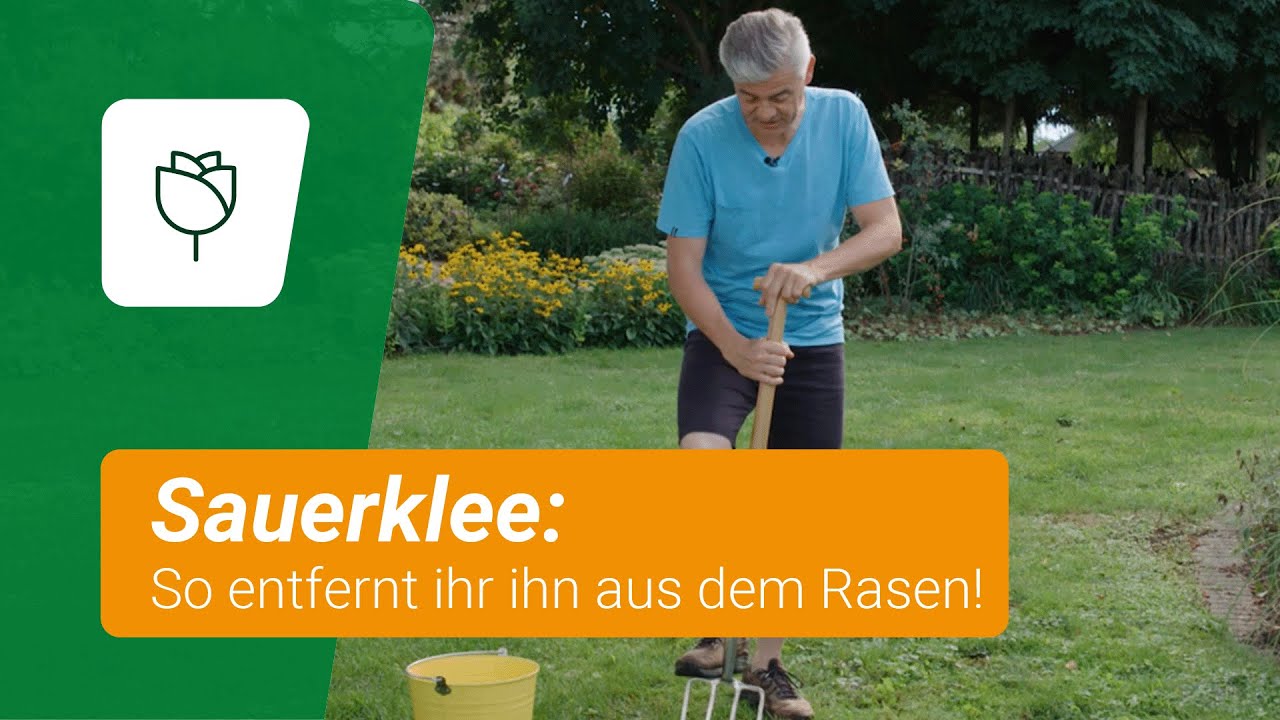 Sauerklee im Rasen: So k&ouml;nnt ihr ihn entfernen!
