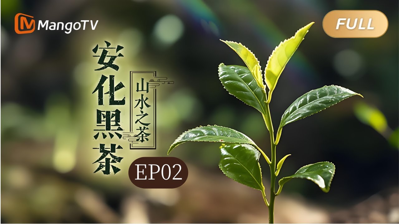 【FULL】纪录片《安化黑茶》EP02·山水之茶：茶要慢慢品 人生可以慢慢来｜Mango Documentary