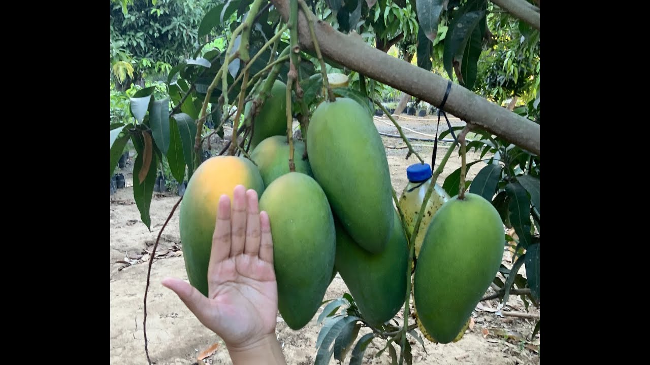 PARAAN NG PAGTATANIM AT PAG-AALAGA NG CATIMON MANGO SEEDLINGS