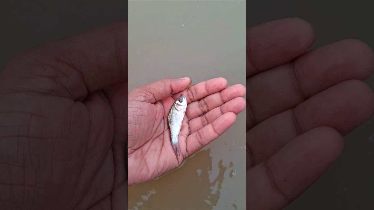 fish Release in padma River #fish #fishrelease