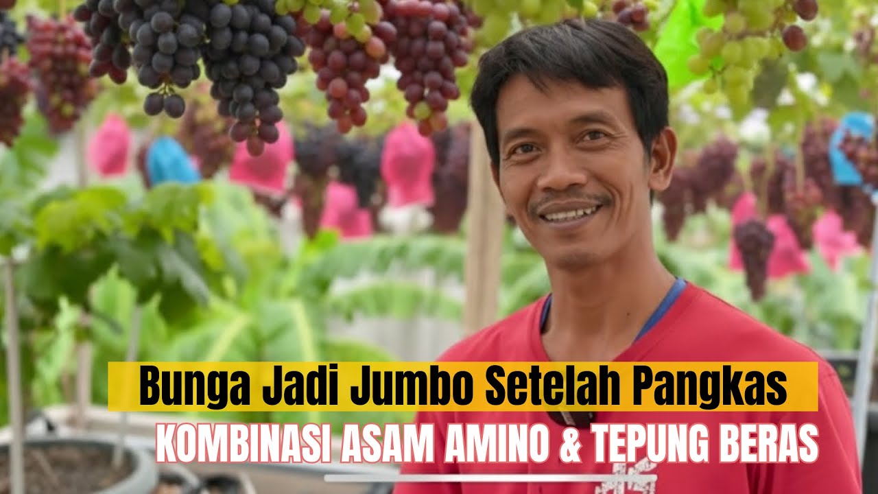 Bunga Jadi Jumbo Setelah Pangkas! Kombinasi Asam Amino & Tepung Beras.