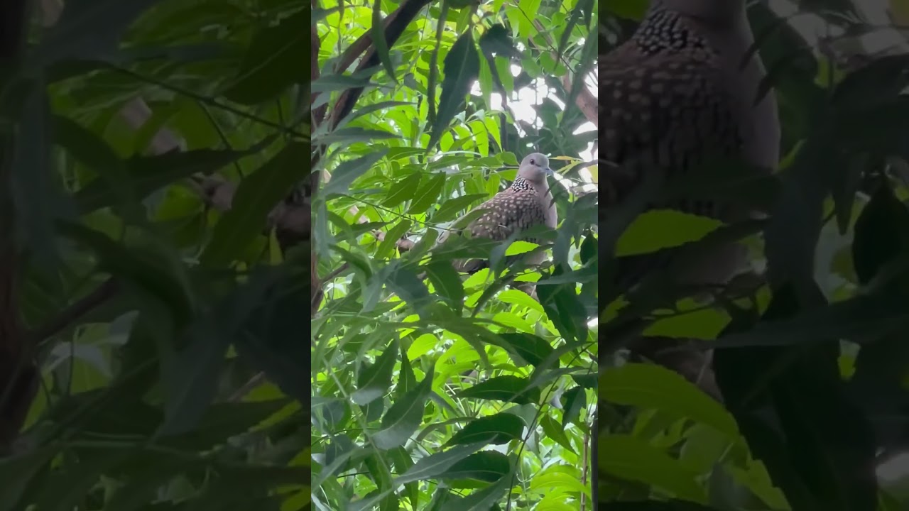 ghu ghu bird ❤️❤️