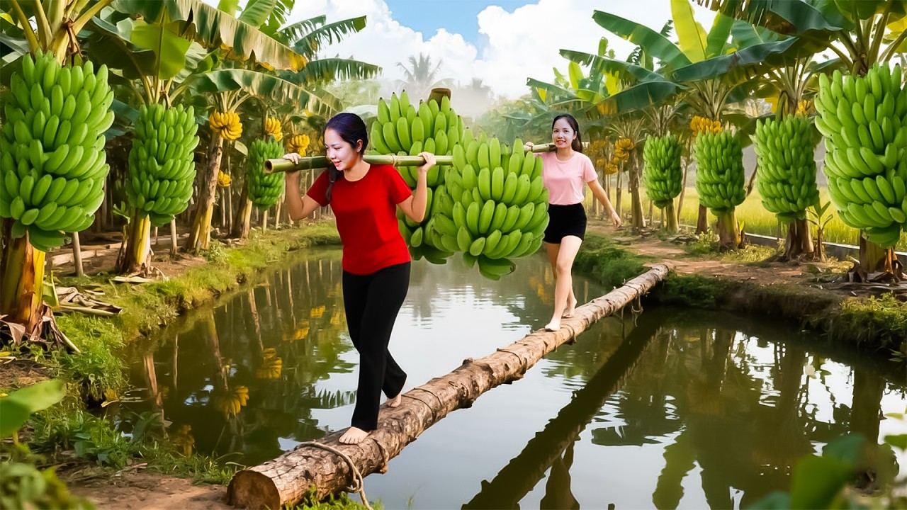 288 Days Harvesting 1000+Kg Giant Banana Bunch Goes To Market Sell | Han Harvesting