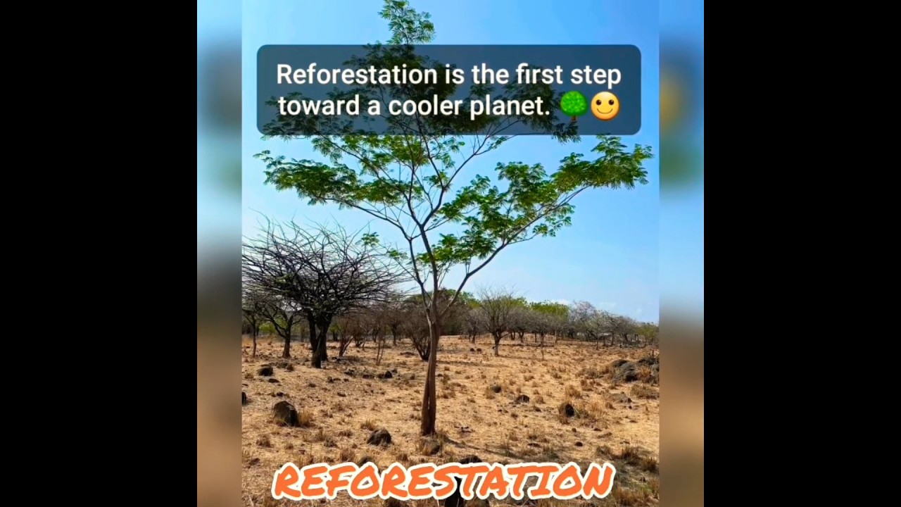 REFORESTATION 