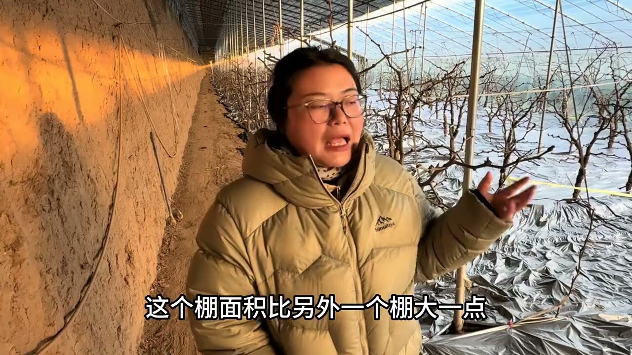 公公婆婆唯一的收入來源是冬棗，最近開始加溫，又要忙起來了！ #記錄我的農村生活 #返鄉創業新農人