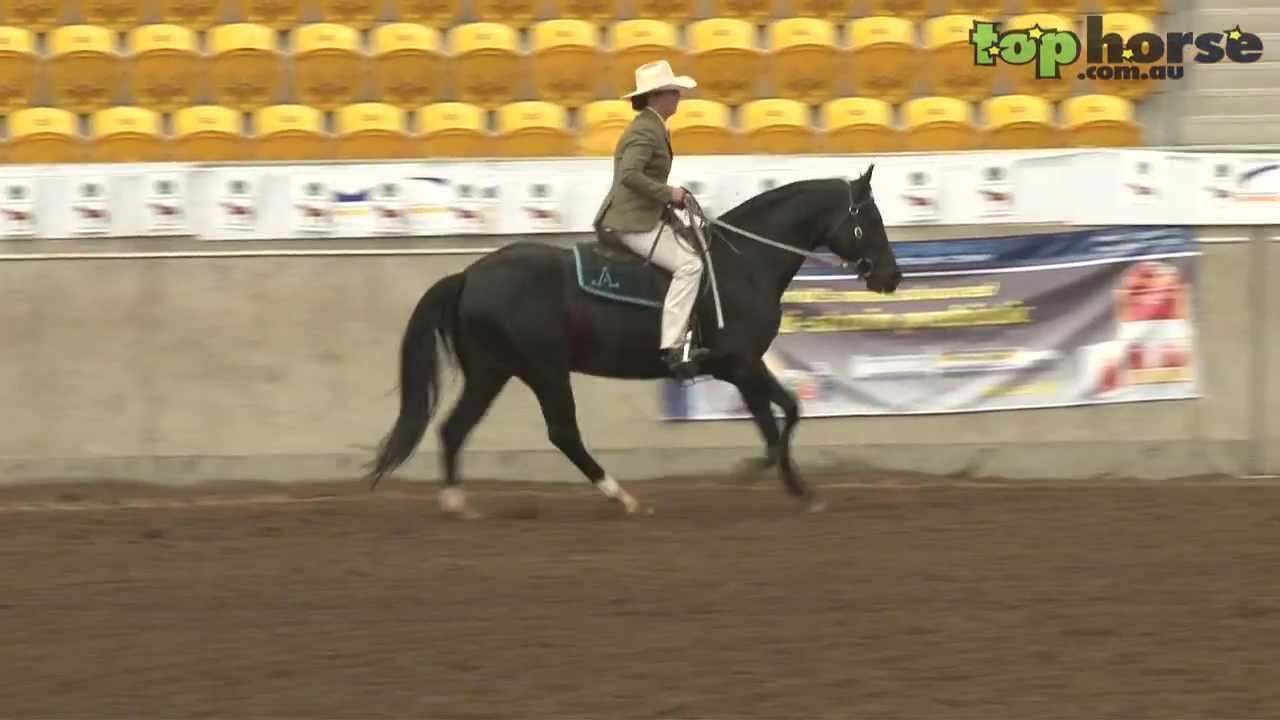 ASH National Show 2013 - ABBEY Open Challenge - Working Section