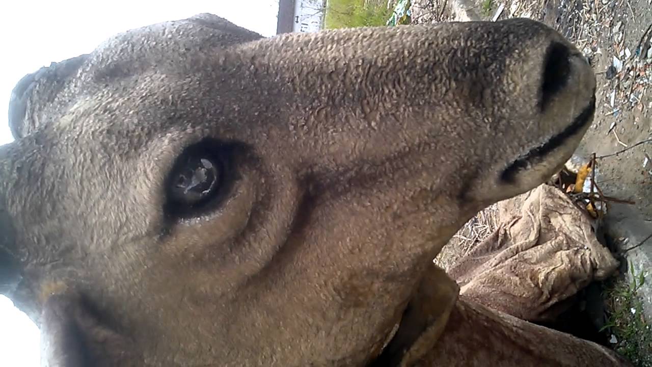 Cabra gigante fica irritada e ataca