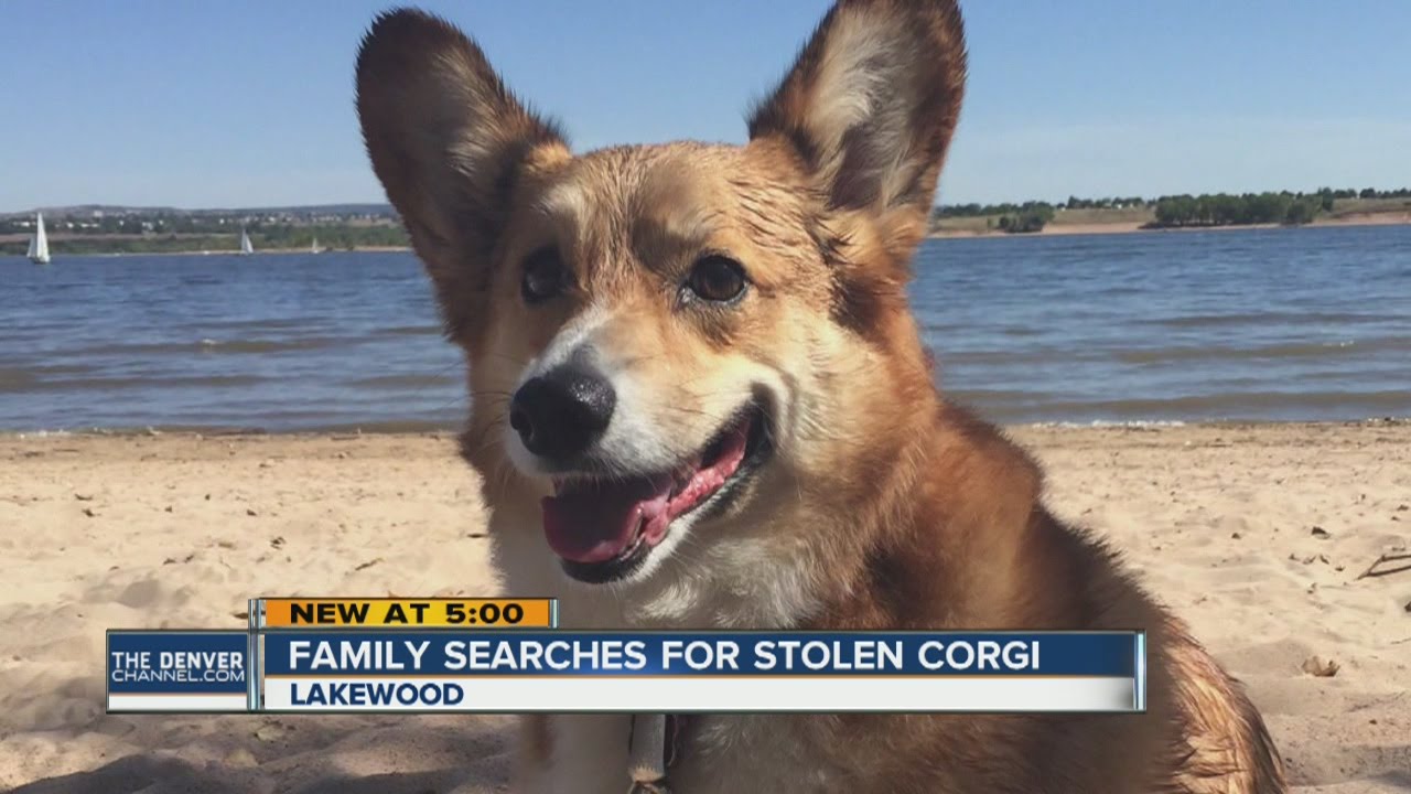 Owners offer $200 reward for return of Welsh Corgi that was stolen along with Jeep