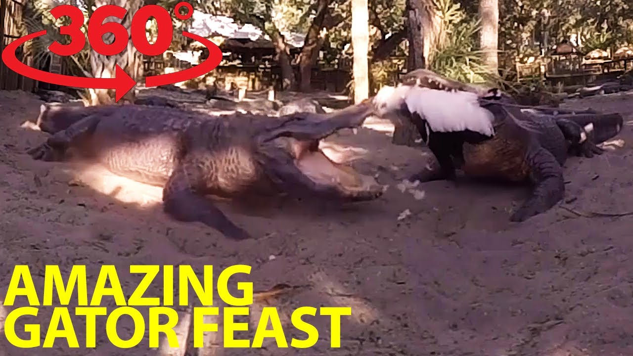 Extraordinary gator feeding frenzy in 360