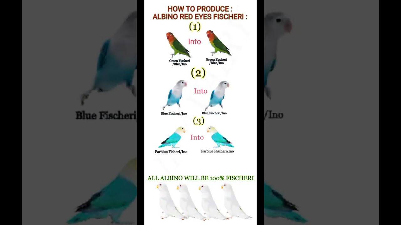 How to produce Albino Red eyes Fisheri 