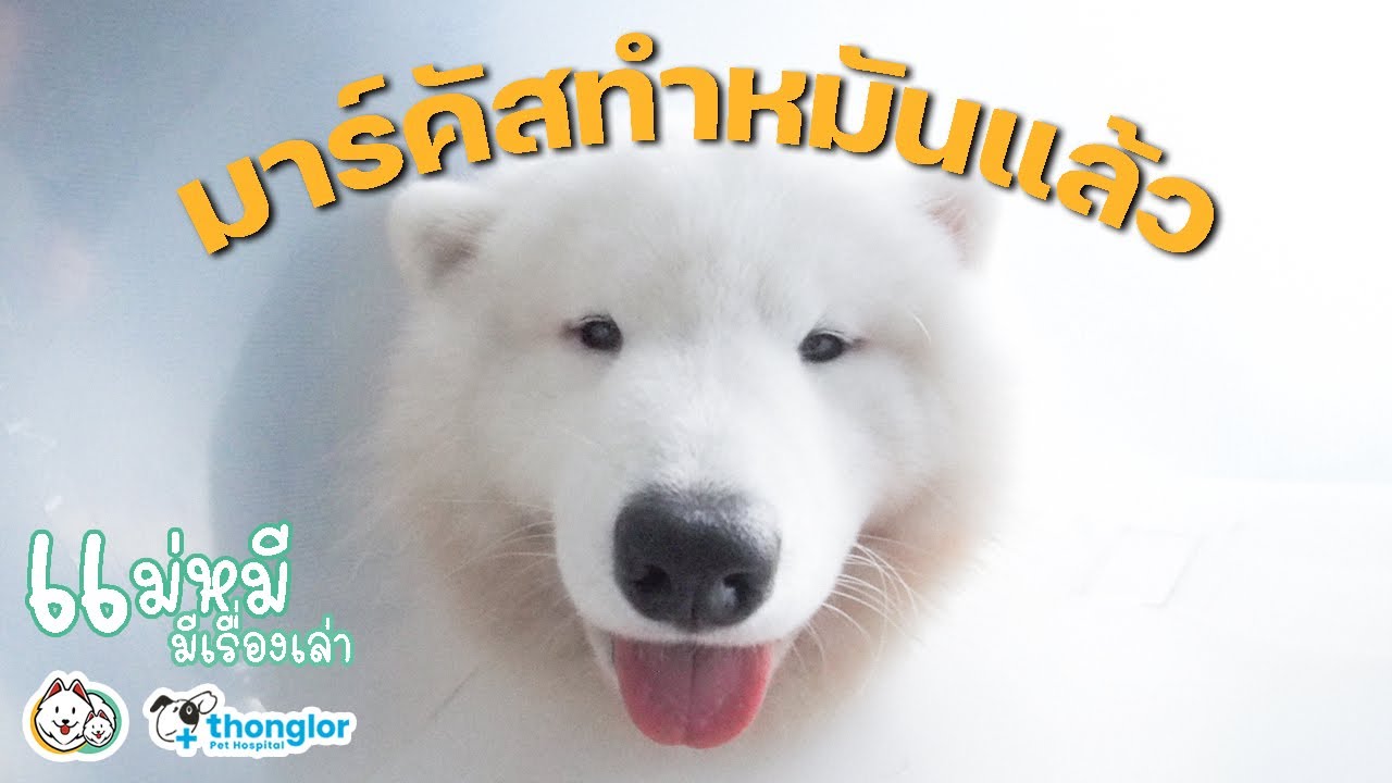 มาร์คัสทำหมันแล้วจ้า : แม่หมีมีเรื่องเล่า