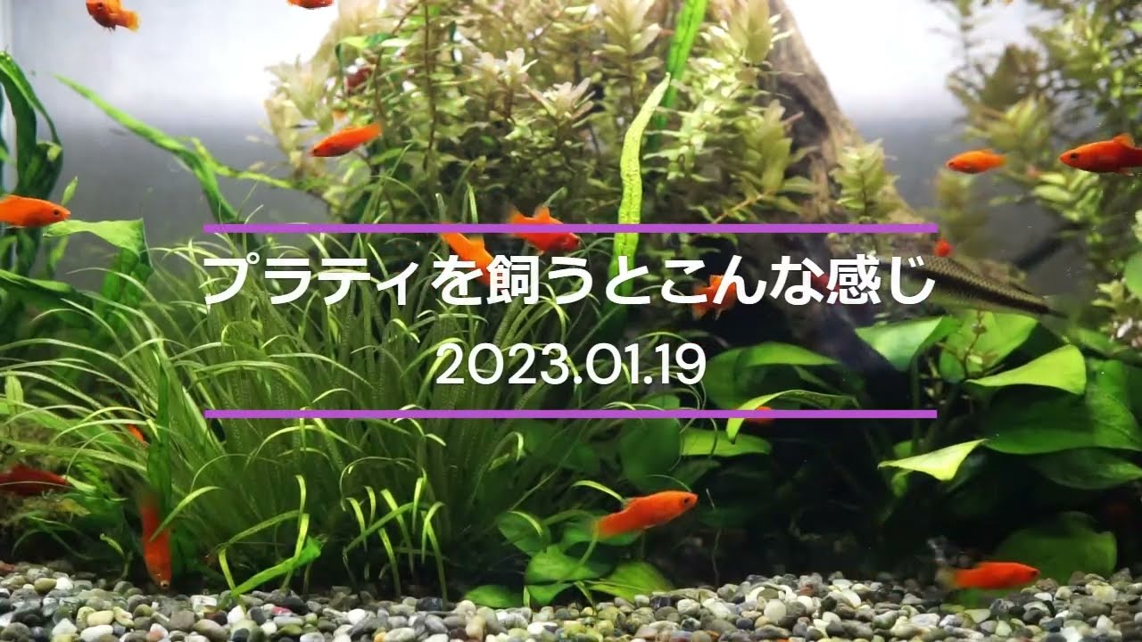 プラティを飼うとこんな感じになる　2023.01.19