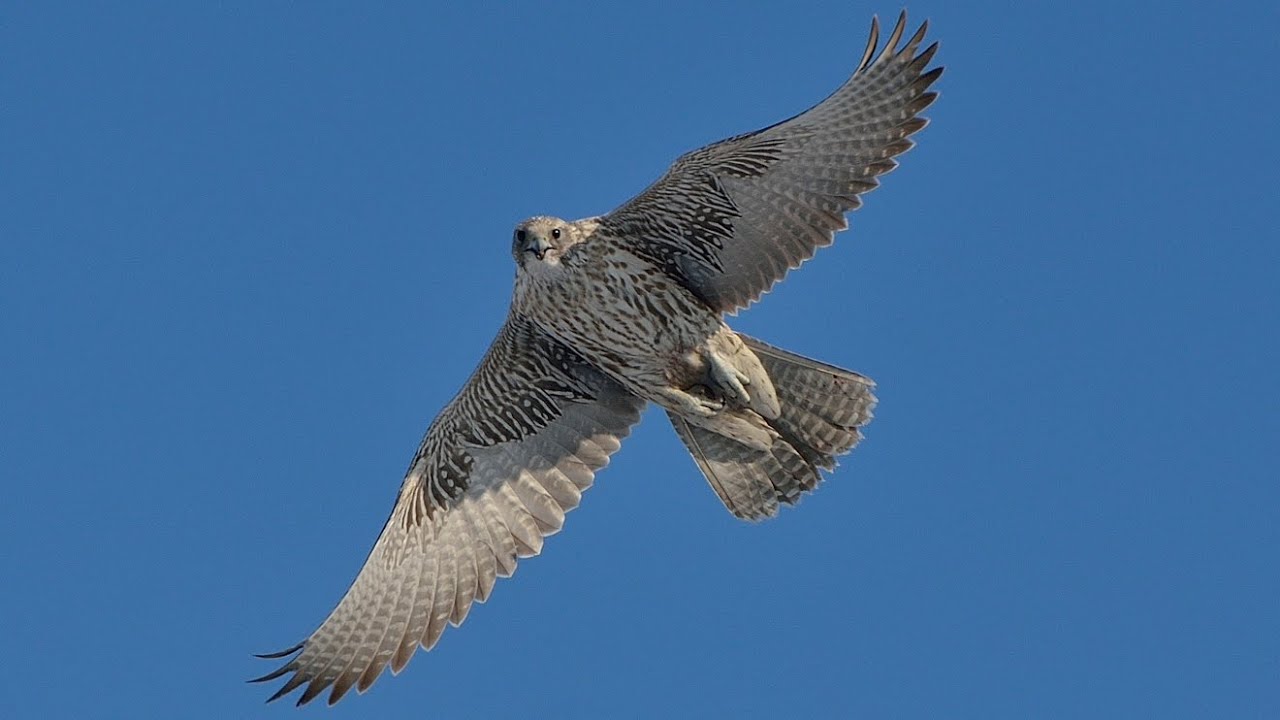 Gyrfalcon. Omsk. Russia