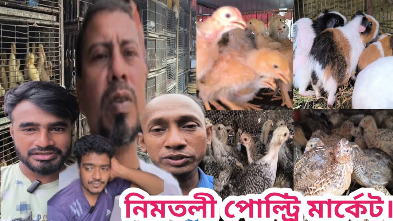 450 সবচেয়ে সস্তা পোল্ট্রি মার্কেট!  নিমতলি থেকে মুরগি হাঁসের বাচ্চা কোয়েল টার্কি  তিতির কিনুন।