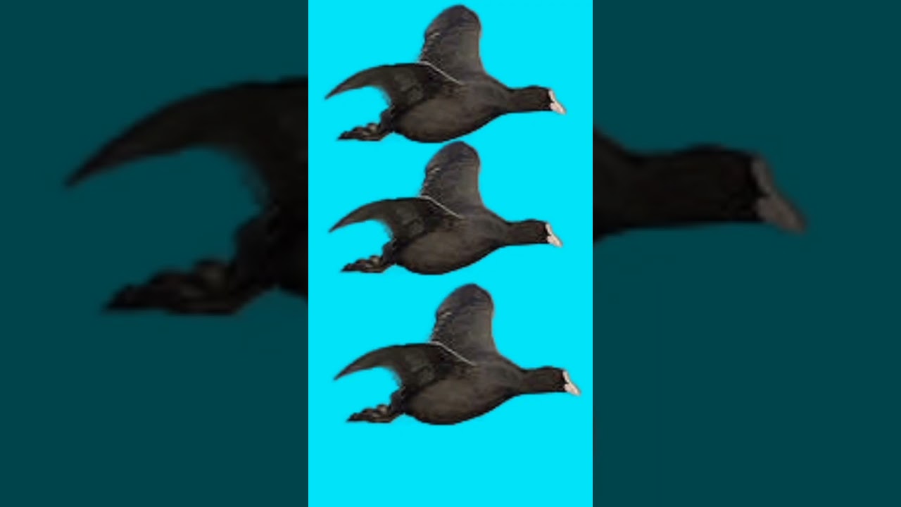 Coot Bird Call, Coot Bird Voice #birdvoices #waterbirds #cootsound