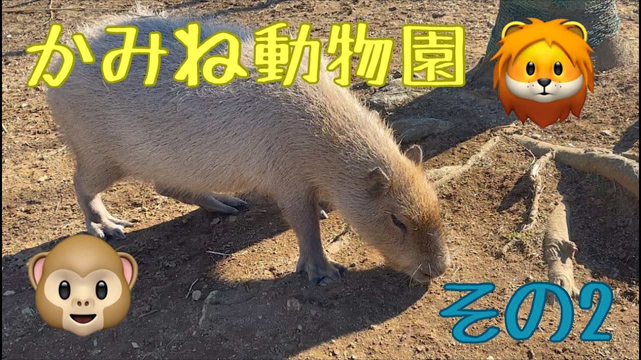 かみね動物園その２🐒