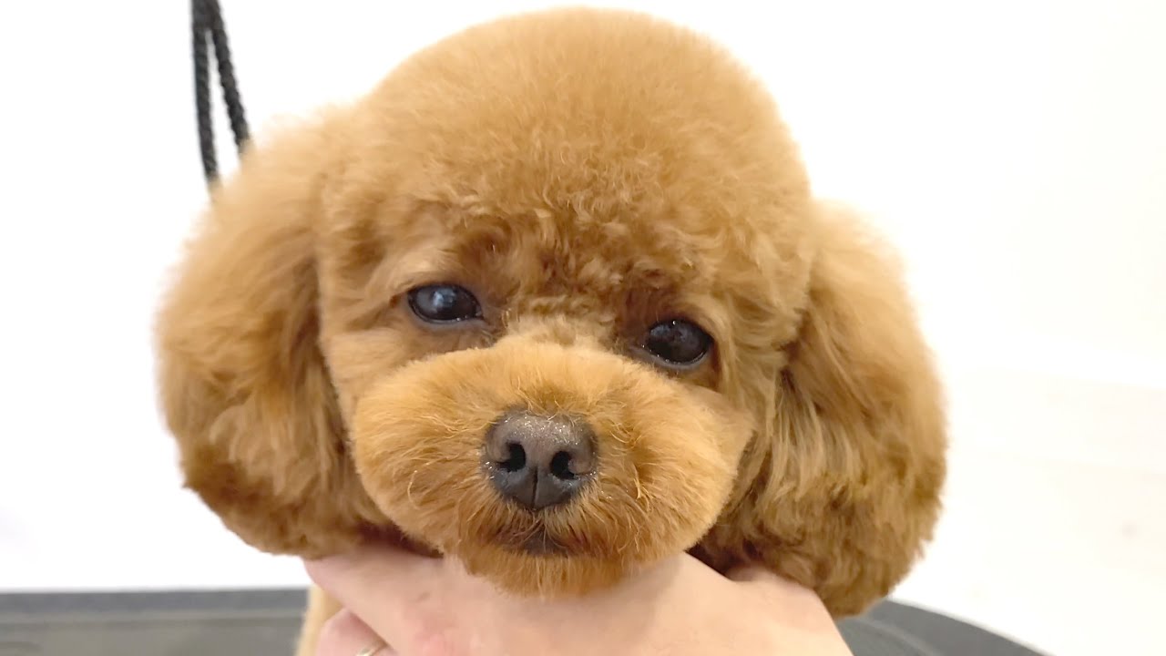 【トリミング】すっきり小顔に✂︎トイプードル　poodle grooming