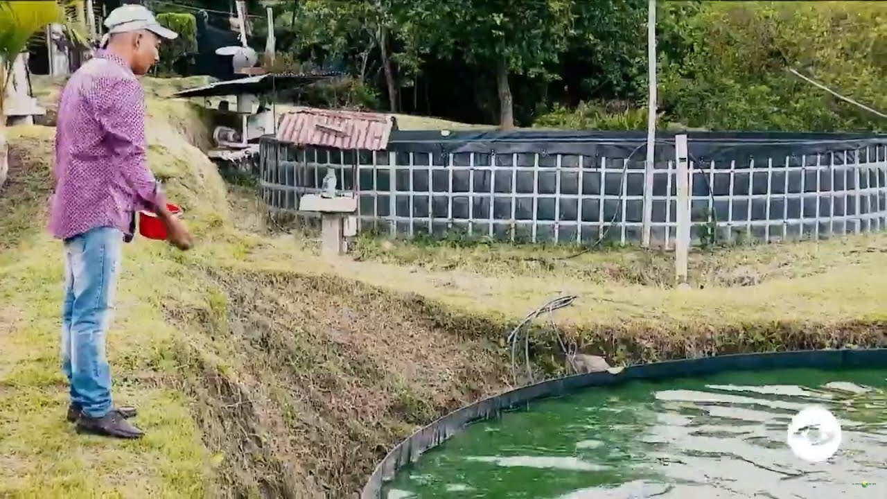 Conozca el pez que duplica los rendimientos de la mojarra y la tilapia - La Finca de Hoy