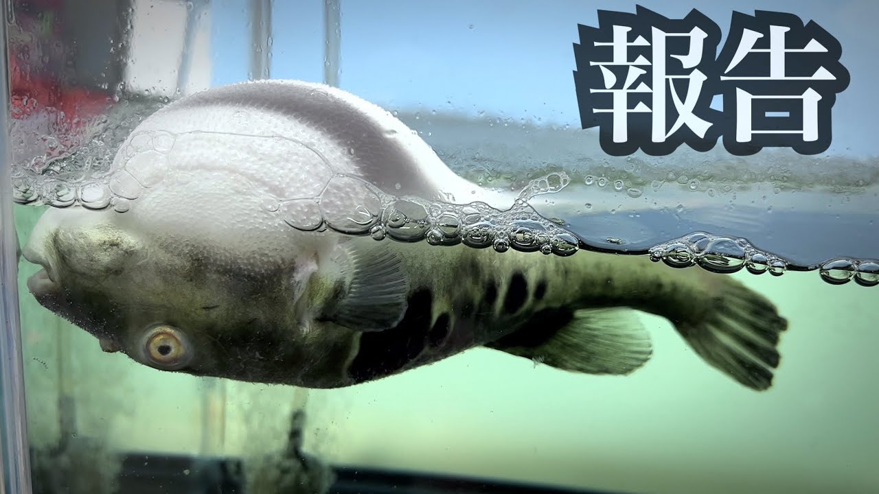 救うことができませんでした。