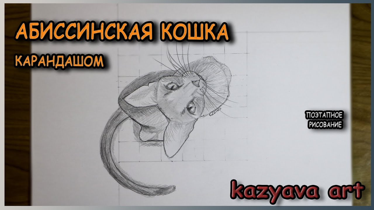 Как нарисовать АБИССИНСКУЮ КОШКУ карандашом. Вид сверху. Урок рисования