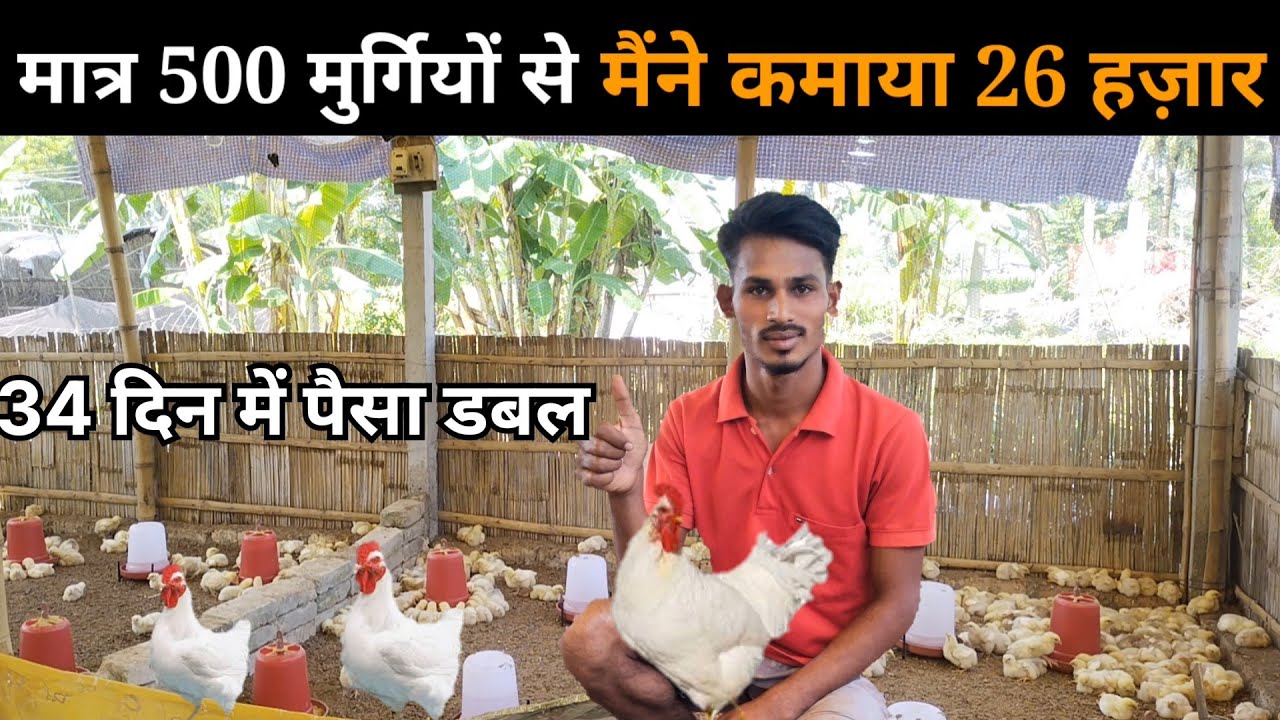 500 बॉयलर मुर्गी से 20 से 25 हजार आसानी से कमाएं #uniquefarmingideas