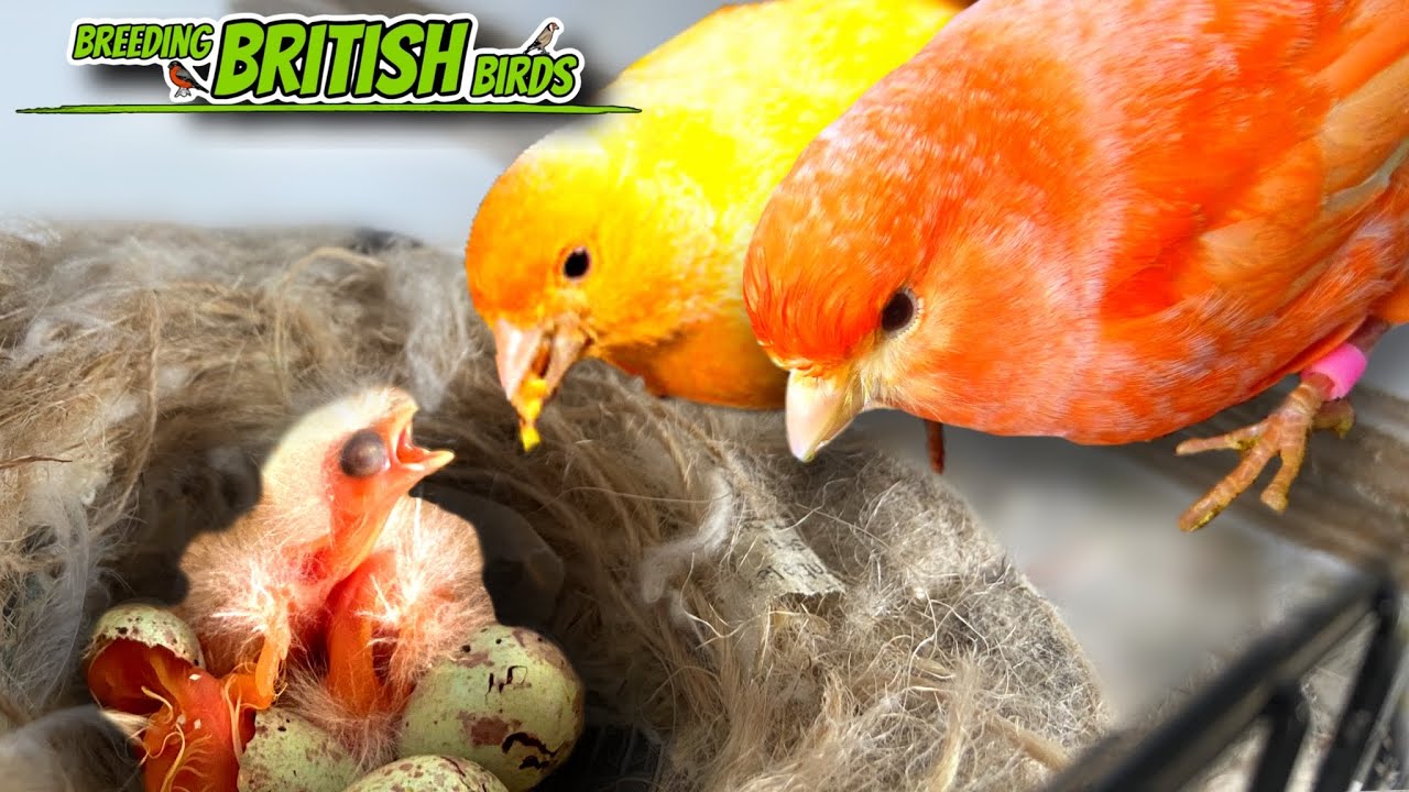 SUPER Feeder Canaries | Breeding British Birds S3:Ep9