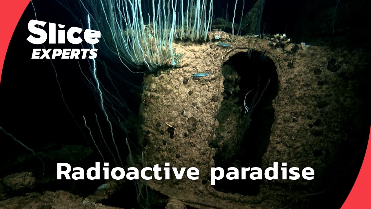 Under the sea, the radioactive paradise | SLICE EXPERTS