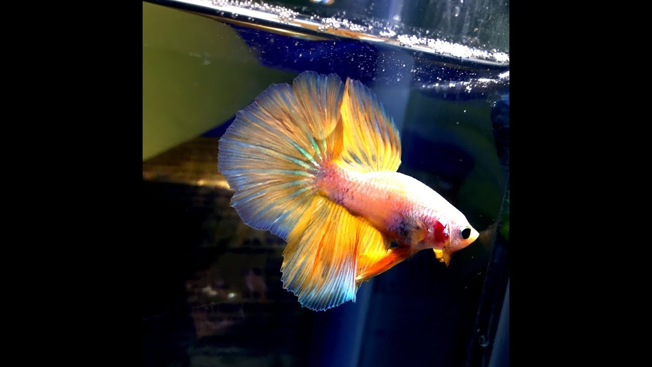 ( GOLDEN BETTA , BLUE BUTTERFLY BETTA )EXOTIC BETTA FISH AQUARIUM (HOW TO KEEP BETTA)