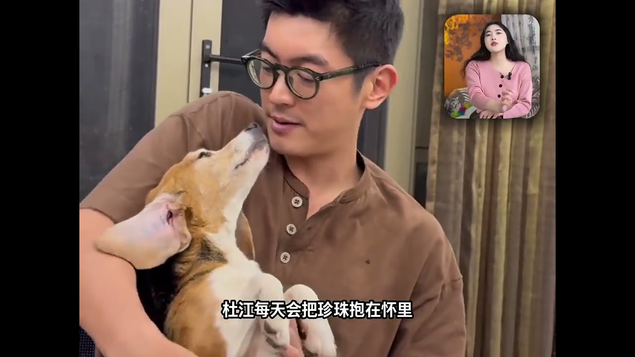 從冰冷編號到掌上明珠，霍思燕用愛救贖實驗犬“珍珠”！ #霍思燕 #杜江 #霍思燕嗯哼 #女性力量