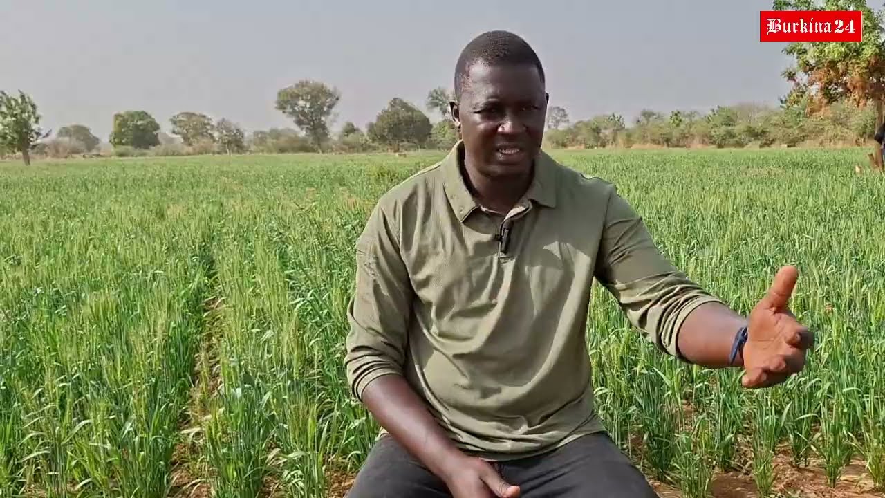 Koulsé : Le blé mûrit là où la peur recule