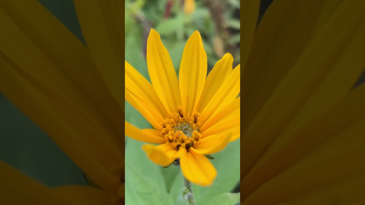 Jerusalem Artichoke Flower