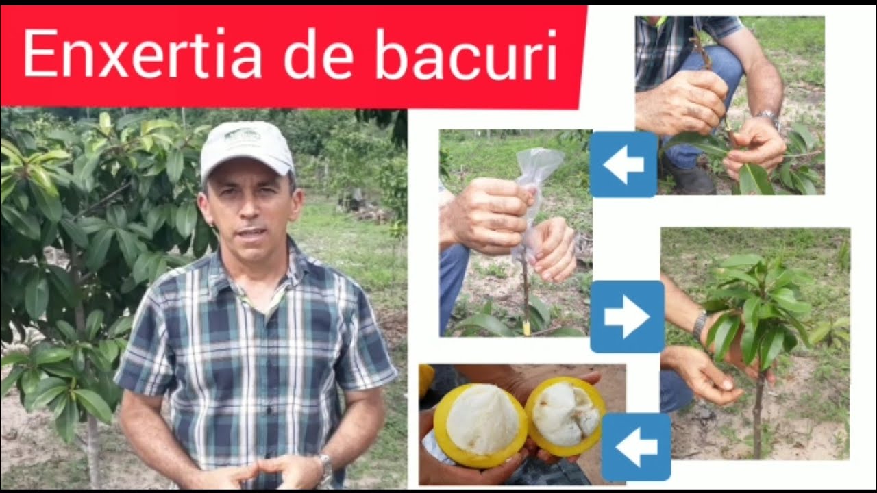 Aprenda como fazer enxertia de bacuri