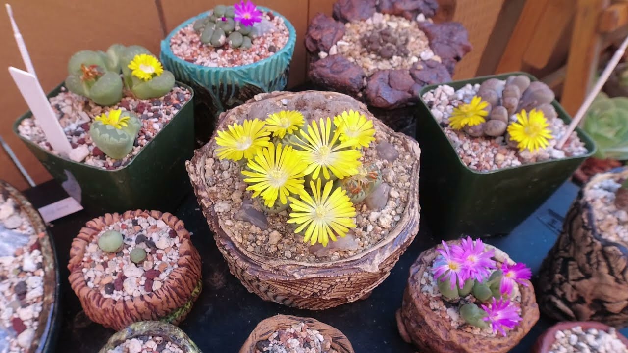 ATG Mesemb Timelapse - Multiple Plants - 10/20/2023 #lithops #conophytum