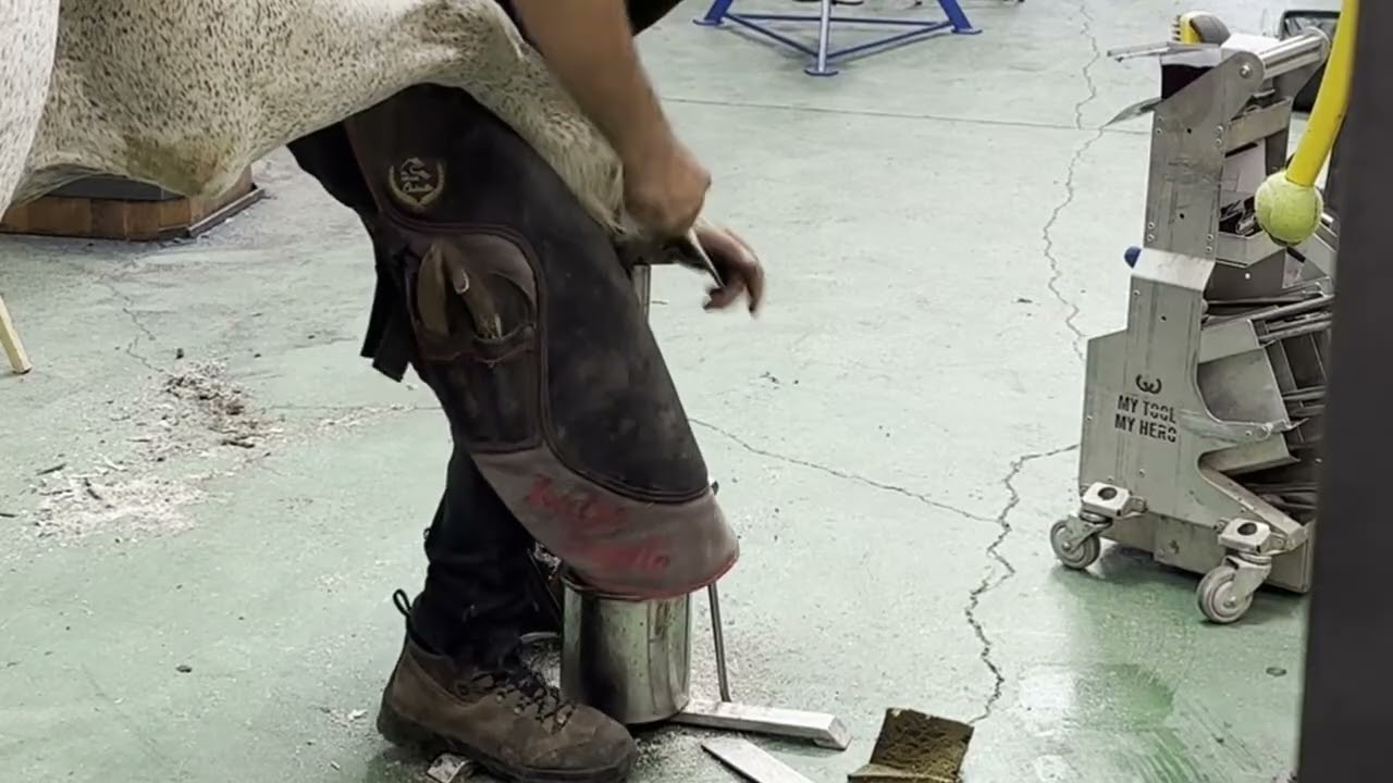 Entrenamiento de recorte con el equipo para Stoneleigh en Fénix 	