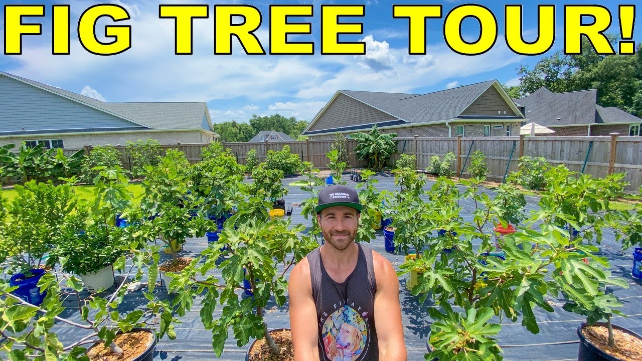 Complete FIG TOUR: Garden Tour Of All 50 FIG TREES In My Garden