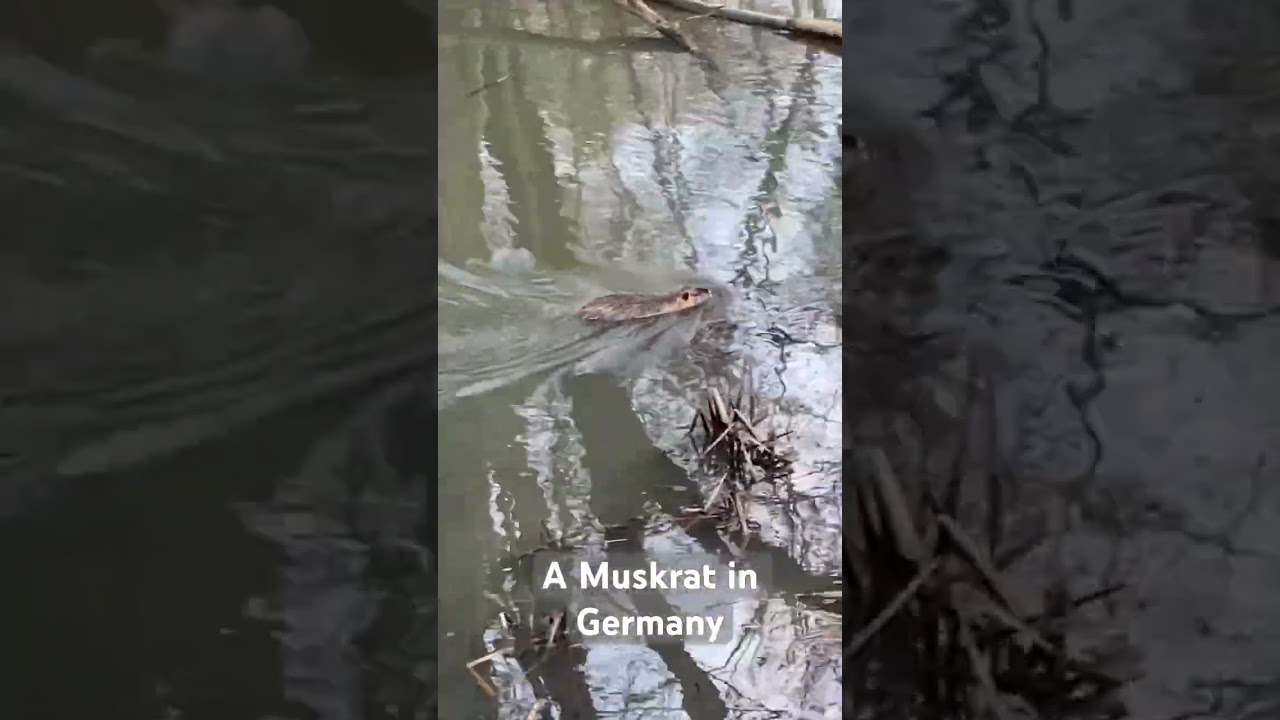 A Muskrat in Germany