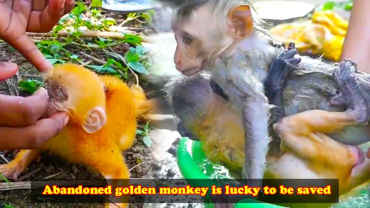 The golden-haired monkey was rescued and clung to her brother monkey without letting go.
