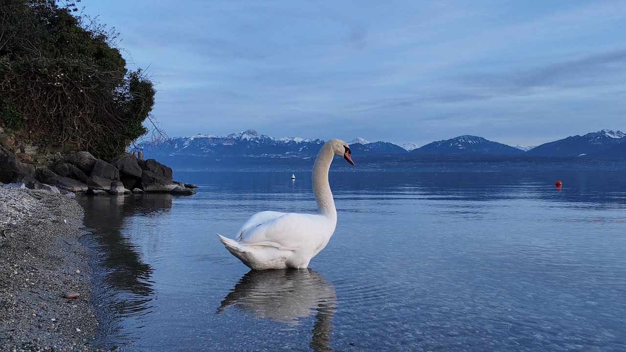 A Swan's Grace on Lake Léman, Switzerland