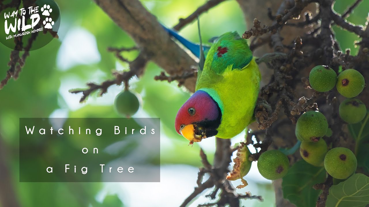 Watching Birds on a Fig Tree | Corbett National Park | Way To The Wild With Mayuresh Hendre