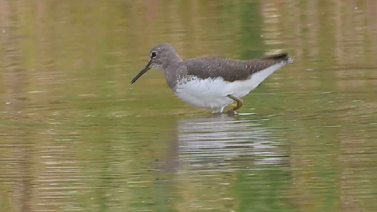 白腰草鷸(Green Sandpiper)