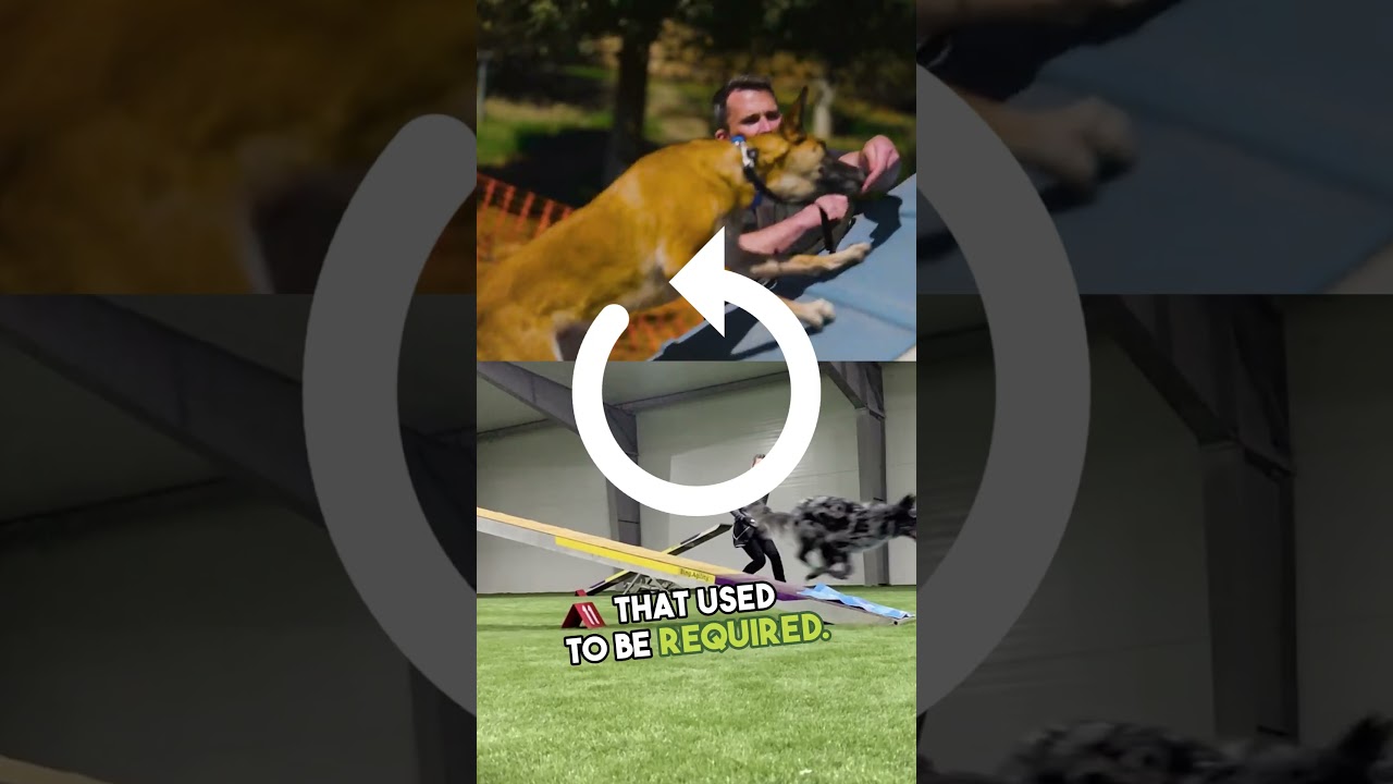 Agility Champions' Guide to Running Contacts | Contact Training | Dog Agility #shorts #dog